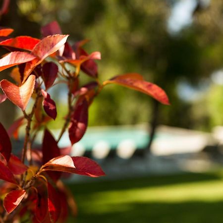 Olivia Estate Villa With Private Swimming Pool Елия Екстериор снимка