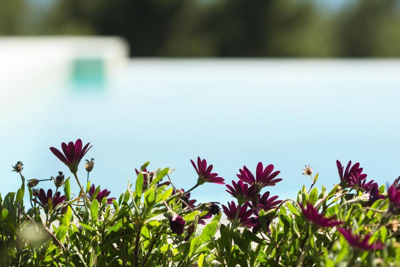 Olivia Estate Villa With Private Swimming Pool Елия Екстериор снимка